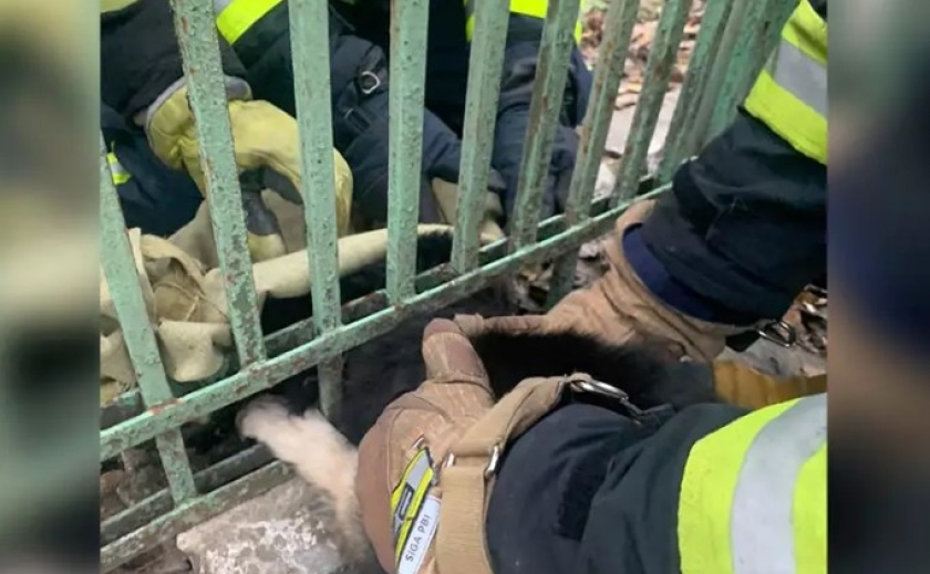Застрягла у залізному паркані: у Жовтих Водах рятувальники визволили собаку з пастки