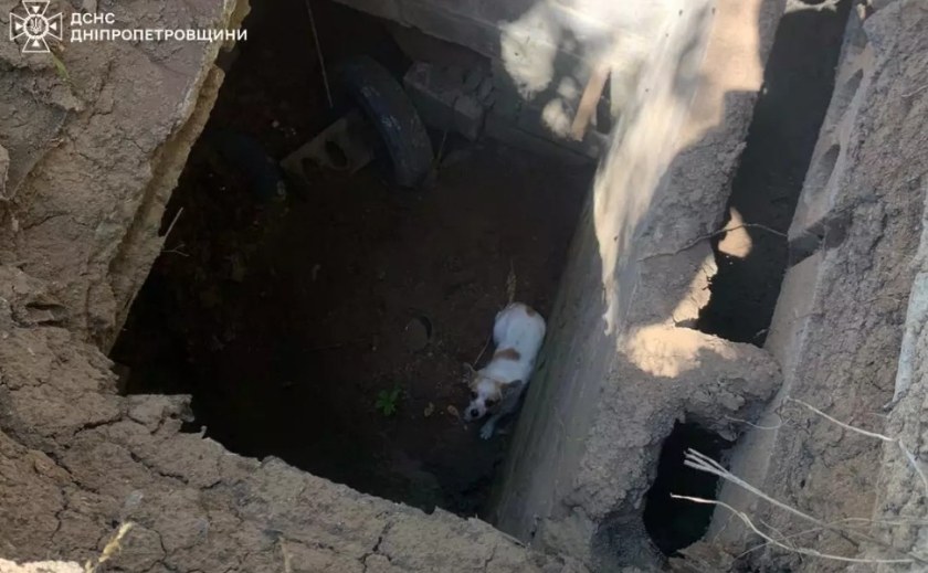 У Жовтих Водах співробітники ДСНС врятували песика, який впав у льох У Жовтих Водах співробітники ДСНС врятували песика, який впав у льох